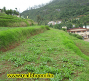 Land in ooty for sale.